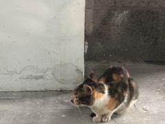 -猫里有甜