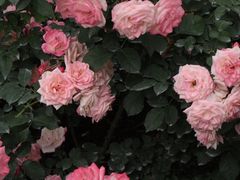 -人民公园(罗湖区)