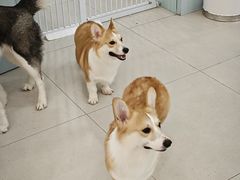 -安格丽娜·狗咖·猫咖羊驼咖(春熙路百盛商场店)