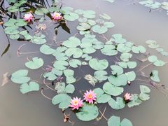 -东莞植物园
