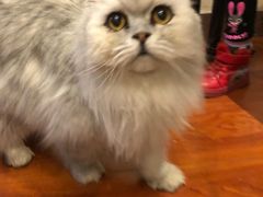 -猫小院猫主题咖啡厅(北锣店)