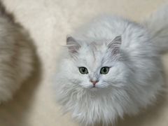 -猫在这儿猫咪咖啡馆·撸猫馆