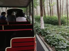 -合肥滨湖国家森林公园