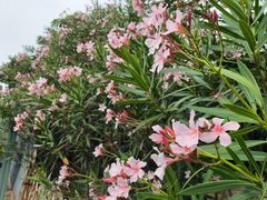 -福田红树林生态公园