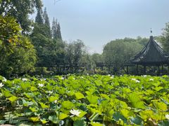 -上海醉白池公园
