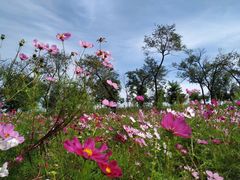 -西青郊野公园
