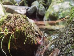 -素山寺森林公园