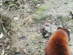 -成都大熊猫繁育研究基地