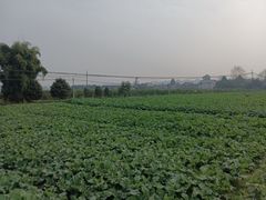 -芦沟竹海