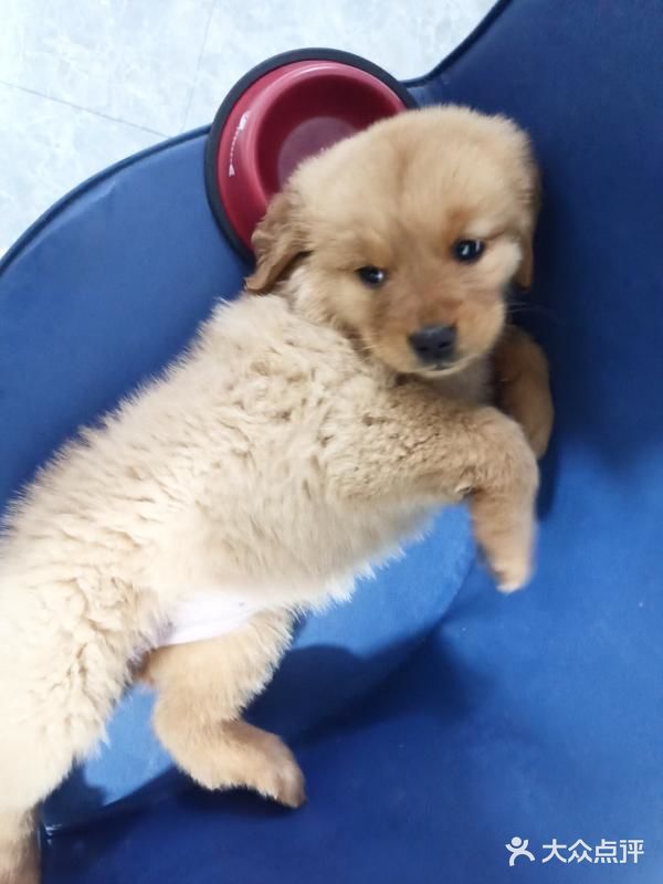 店里面的宠物都是可以售卖的，还都很健康