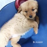 店里面的宠物都是可以售卖的，还都很健康