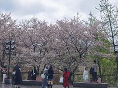 -武汉大学-樱园