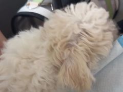 -pd派德宠物中心医院24H急重症·眼科中心·血液透析中心(嵩山北路店)