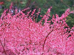 -重庆彩云湖湿地公园