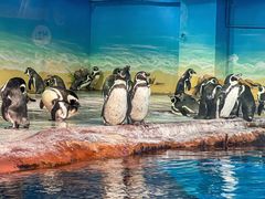 -海合安武汉极地海洋公园