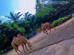 -海南热带野生动植物园