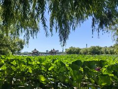 -长春市南湖公园