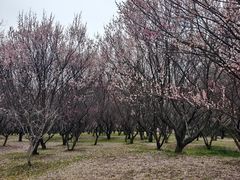 -蜀冈西峰生态公园