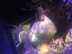 -悉尼海洋生物水族馆