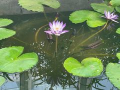 -国家植物园南园