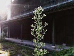 -杭州植物园
