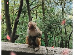 -黔灵山公园