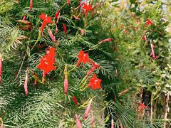 -陈记锅巴菜(五大道店)