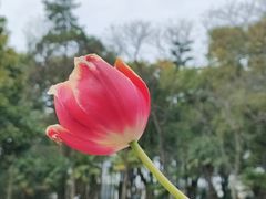 -苏州公园(双塔街道)