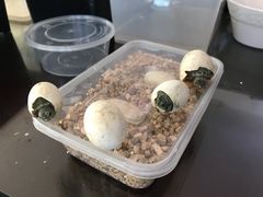 -灵龟之家百象馆(百象馆联合旗舰店)