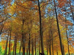 -上海海湾国家森林公园