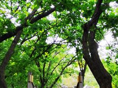 -帽儿山国家森林公园