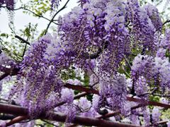 -嘉定紫藤园