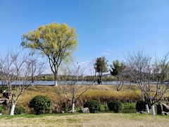 -羊山湖公园
