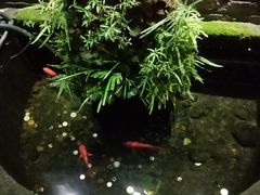 -松茸小馆·云南特色餐厅
