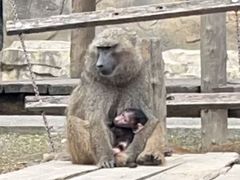 -大连森林动物园