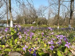 -西溪国家湿地公园