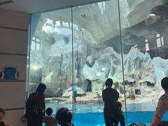 -帝企鹅自助餐厅•儿童岛•真企鹅(长隆企鹅酒店)