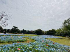 -上海滨江森林公园
