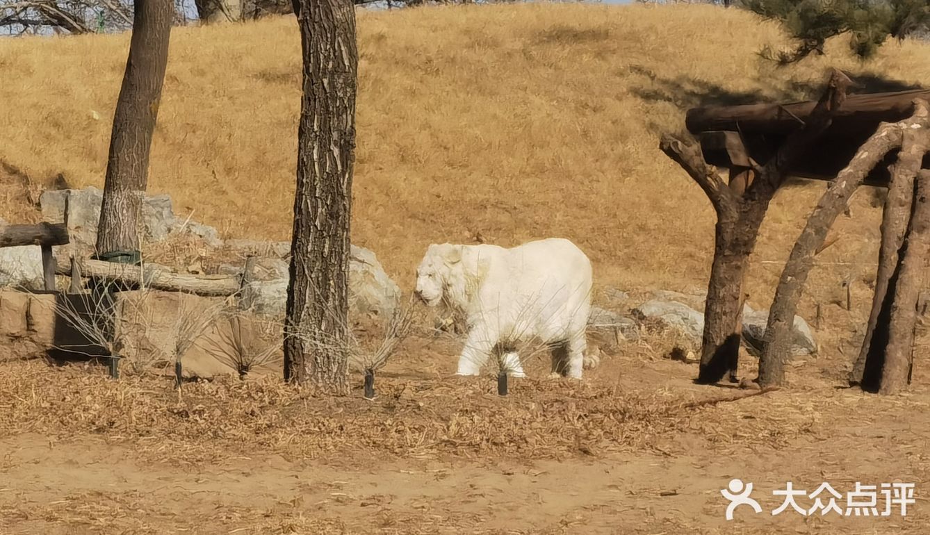 大兴野生动物园半日游