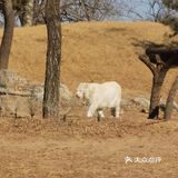 大兴野生动物园半日游
