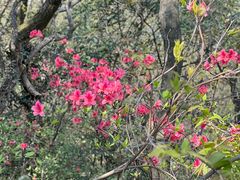 -杭州半山国家森林公园