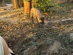 -清迈夜间动物园