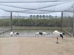 -盐城丹顶鹤湿地生态旅游区