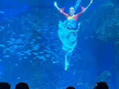 -海合安成都极地海洋公园