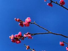 -香雪海