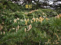 -国家植物园南园