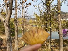 -千年银杏谷文化旅游区