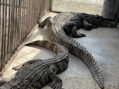 -秦皇岛野生动物园