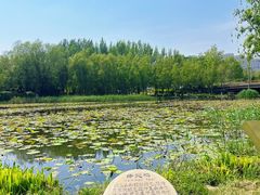 -前关湿地公园