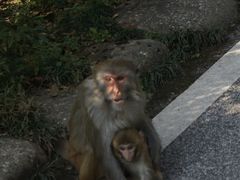 -姑婆山旅游区